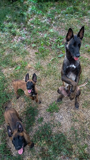 ciobănesc Belgian Malinois 