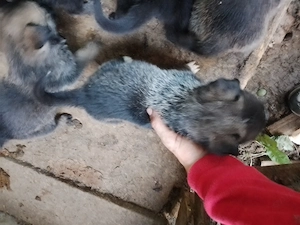 Căței melinois belgian