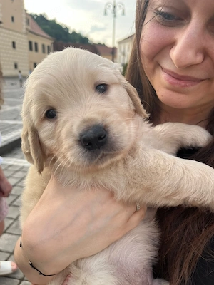 Pui GOLDEN RETRIEVER, rasă pură, dețin ambii părinți 