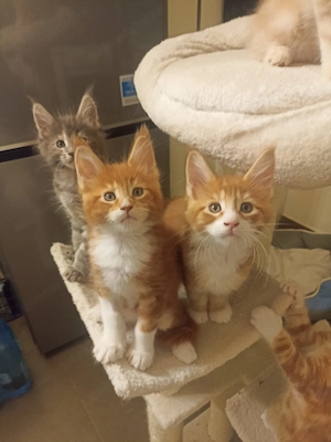 Pui de pisica Maine Coon - imagine 3