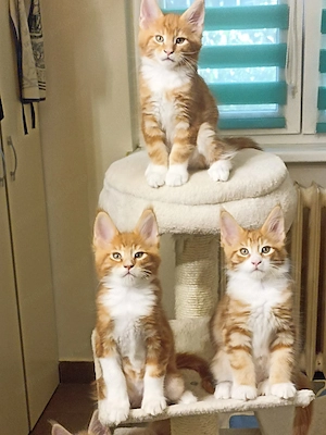 Pui de pisica Maine Coon