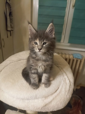 Pui de pisica Maine Coon - imagine 4