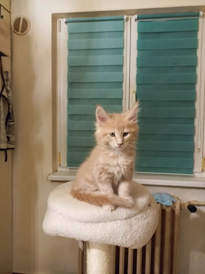 Pui de pisica Maine Coon - imagine 5
