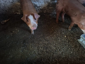 disponibil purci duroc pietran - imagine 5