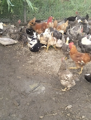 Rate între 1 kg și 2 kg - imagine 4