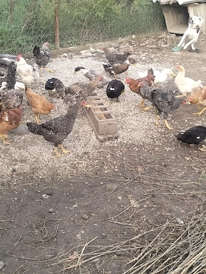 Rate între 1 kg și 2 kg - imagine 2