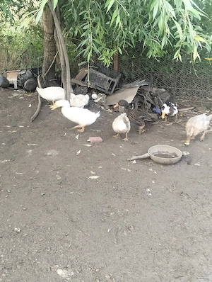 Rate între 1 kg și 2 kg
