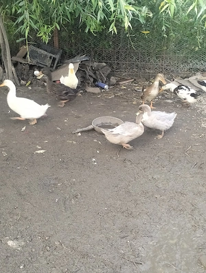 Rate între 1 kg și 2 kg - imagine 3