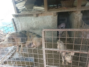 Porci de vanzare 500 negociabil - imagine 2