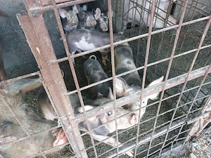 Porci de vanzare 500 negociabil