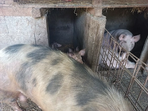 Porci de vanzare 500 negociabil - imagine 3