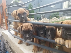    Pui Boxer German disponibili!    - imagine 2