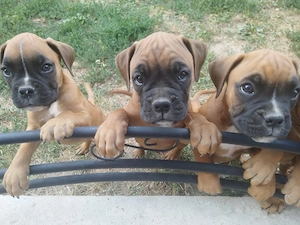    Pui Boxer German disponibili!    - imagine 4