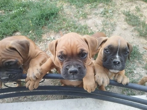    Pui Boxer German disponibili!    - imagine 3