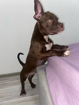 American Bully Pocket