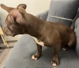 American Bully Pocket - imagine 3
