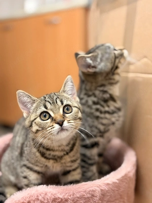British shorthair tabby - imagine 4