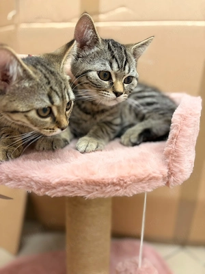 British shorthair tabby - imagine 3