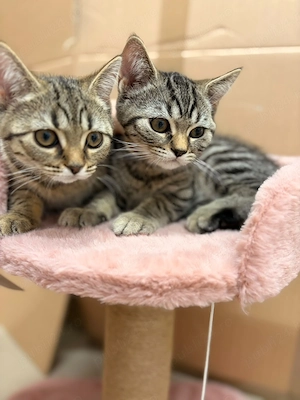 British shorthair tabby - imagine 2