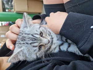 British shorthair tabby