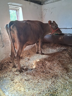 Vând Vaca Jersey 