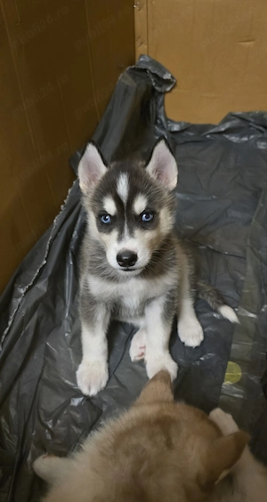 Pui Husky Siberian cu carnet sanatate - imagine 4