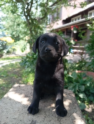 Puiuți de Labrador  - imagine 2