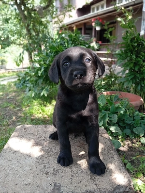 Puiuți de Labrador  - imagine 5