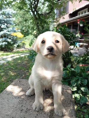 Puiuți de Labrador 