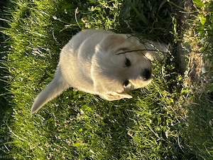 Golden retriver - imagine 2