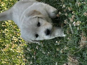 Golden retriver - imagine 3