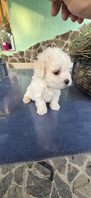 Catei Bichon - imagine 4