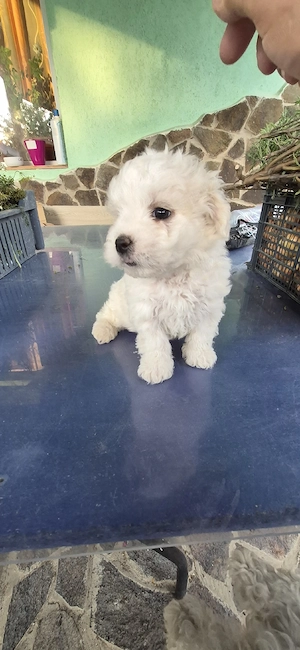 Catei Bichon - imagine 5