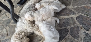 Catei Bichon