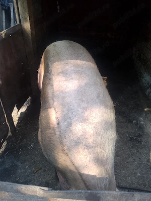 Vând scroafa de carne