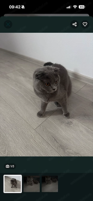 British shorthair blue - imagine 4