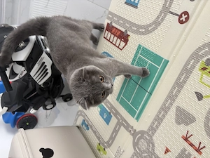 British shorthair blue - imagine 3