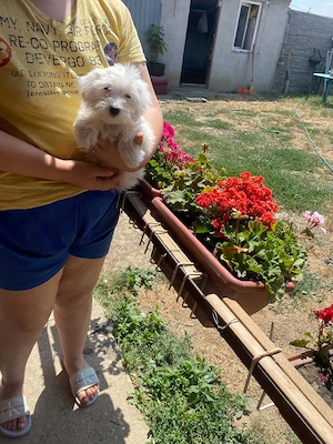 cățeluși bichoni maltez 