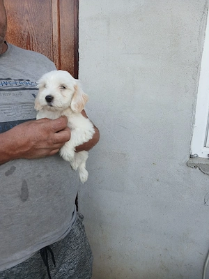 Catelusa bichon maltez
