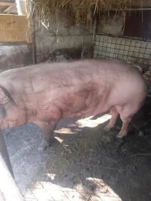 Vând porc de carne