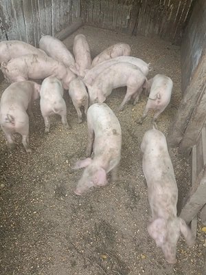 Vând 13 purceii rasă Landrace au 7 săptămâni  - imagine 2