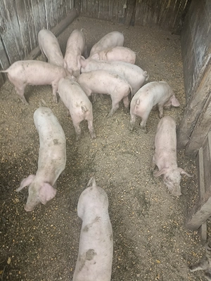 Vând 13 purceii rasă Landrace au 7 săptămâni  - imagine 3