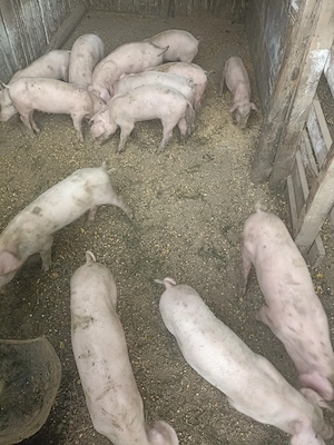 Vând 13 purceii rasă Landrace au 7 săptămâni  - imagine 4