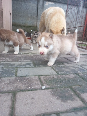 Vand 2 pui Husky - imagine 2