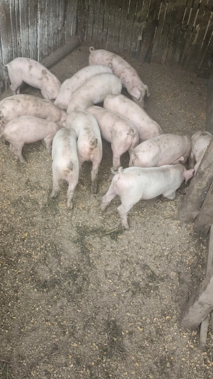 Vând 13 purceii rasă Landrace au 7 săptămâni  - imagine 5