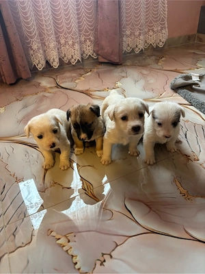 Donez pui de cățel   doar către familii iubitoare!      - imagine 2