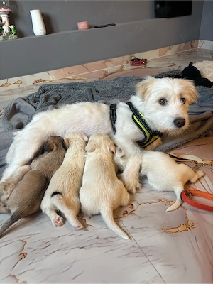 Donez pui de cățel   doar către familii iubitoare!      - imagine 4