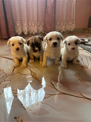 Donez pui de cățel   doar către familii iubitoare!      - imagine 5