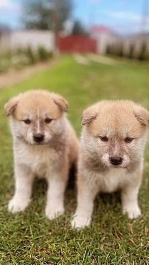 Catei Akita Inu