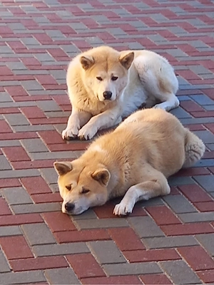Catei Akita Inu - imagine 3